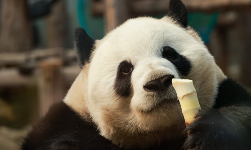 Beijing-Zoo 